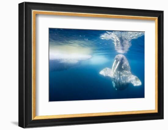 Walrus, Svalbard, Norway-null-Framed Photographic Print