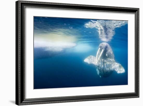 Walrus, Svalbard, Norway-null-Framed Photographic Print