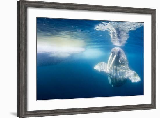 Walrus, Svalbard, Norway-null-Framed Photographic Print