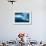 Walrus, Svalbard, Norway-null-Framed Photographic Print displayed on a wall