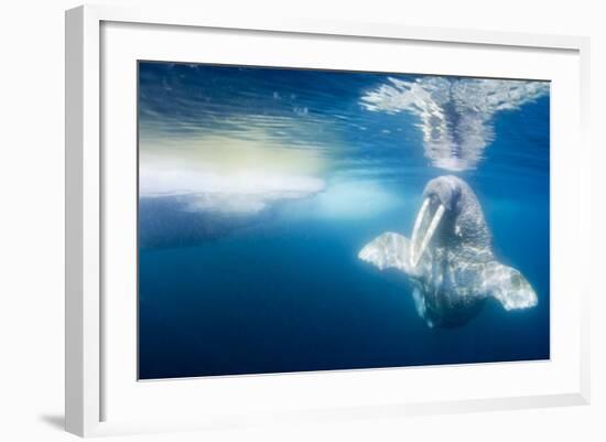 Walrus, Svalbard, Norway-null-Framed Photographic Print