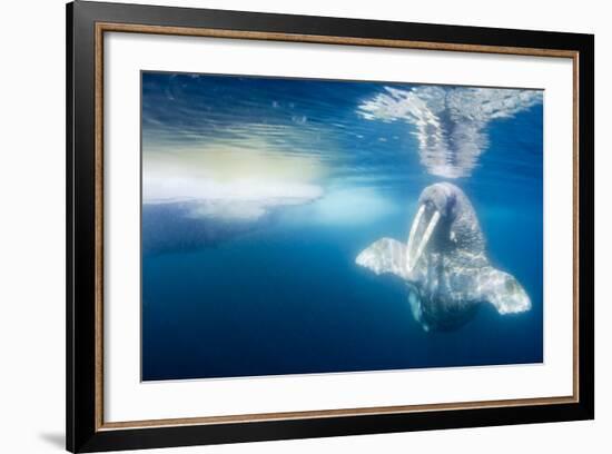 Walrus, Svalbard, Norway-null-Framed Photographic Print