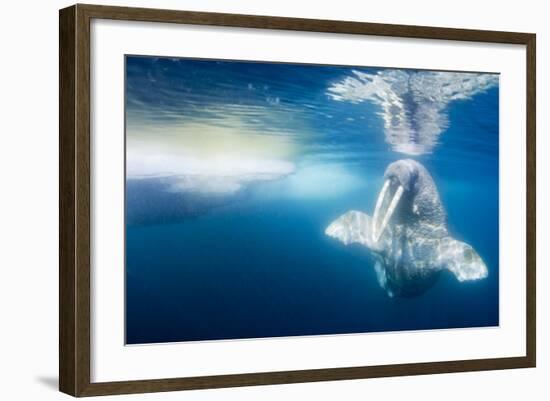 Walrus, Svalbard, Norway-null-Framed Photographic Print