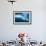 Walrus, Svalbard, Norway-null-Framed Photographic Print displayed on a wall