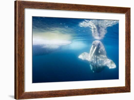 Walrus, Svalbard, Norway-null-Framed Photographic Print