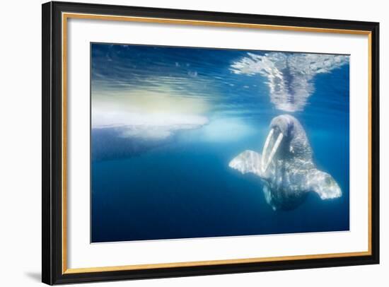 Walrus, Svalbard, Norway-null-Framed Photographic Print