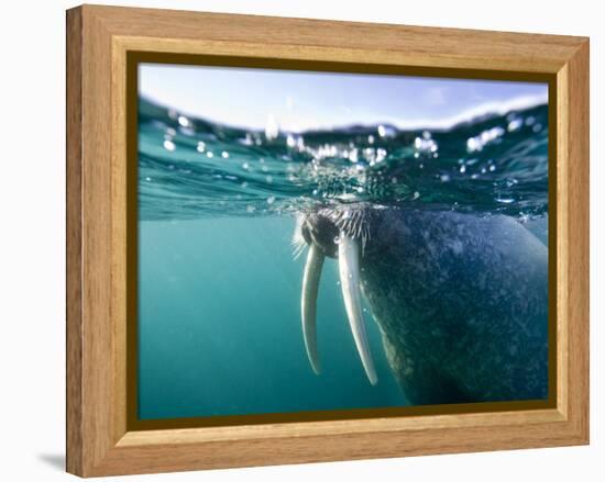 Walrus Swimming at Water Surface Near Tiholmane Island-Paul Souders-Framed Premier Image Canvas