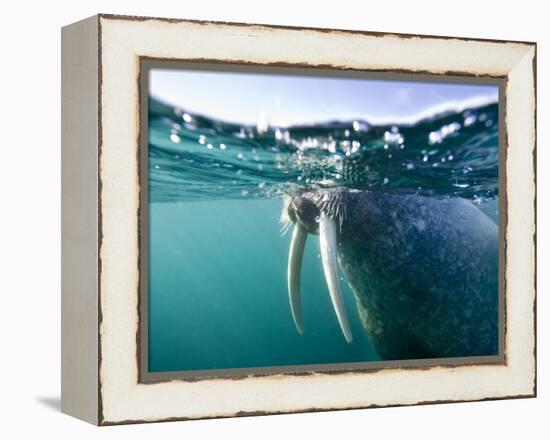 Walrus Swimming at Water Surface Near Tiholmane Island-Paul Souders-Framed Premier Image Canvas