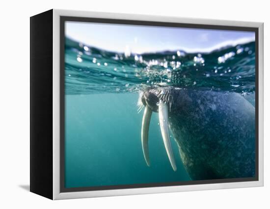 Walrus Swimming at Water Surface Near Tiholmane Island-Paul Souders-Framed Premier Image Canvas