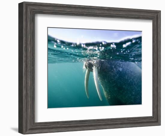 Walrus Swimming at Water Surface Near Tiholmane Island-Paul Souders-Framed Premium Photographic Print