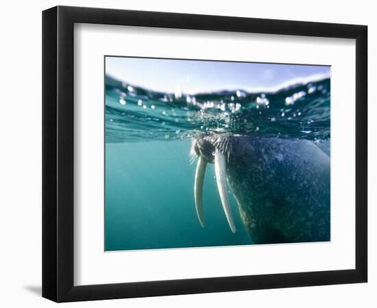 Walrus Swimming at Water Surface Near Tiholmane Island-Paul Souders-Framed Premium Photographic Print