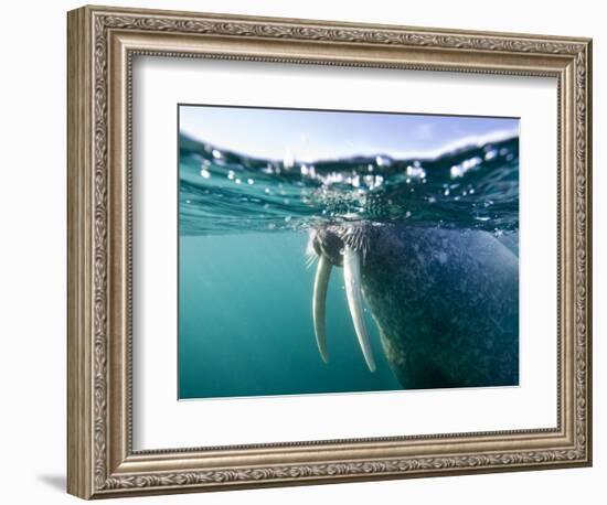 Walrus Swimming at Water Surface Near Tiholmane Island-Paul Souders-Framed Photographic Print