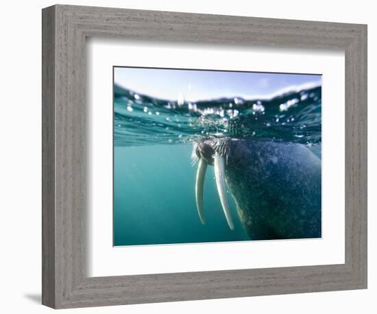 Walrus Swimming at Water Surface Near Tiholmane Island-Paul Souders-Framed Photographic Print