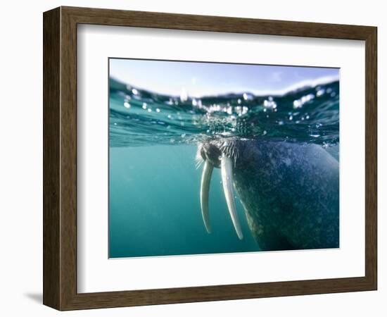 Walrus Swimming at Water Surface Near Tiholmane Island-Paul Souders-Framed Photographic Print