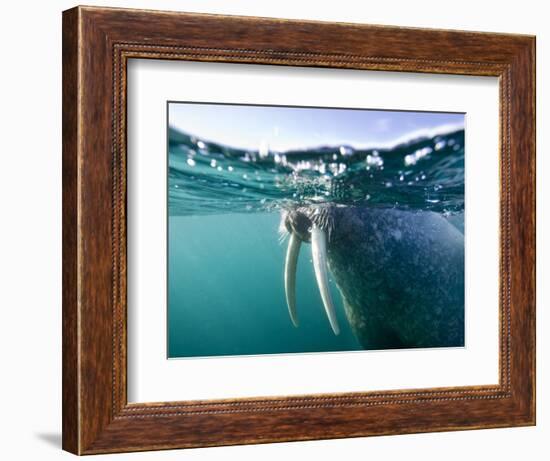 Walrus Swimming at Water Surface Near Tiholmane Island-Paul Souders-Framed Photographic Print