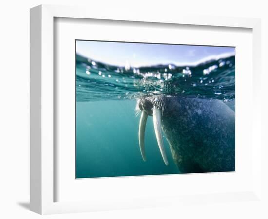 Walrus Swimming at Water Surface Near Tiholmane Island-Paul Souders-Framed Photographic Print