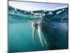 Walrus Swimming at Water Surface Near Tiholmane Island-Paul Souders-Mounted Photographic Print