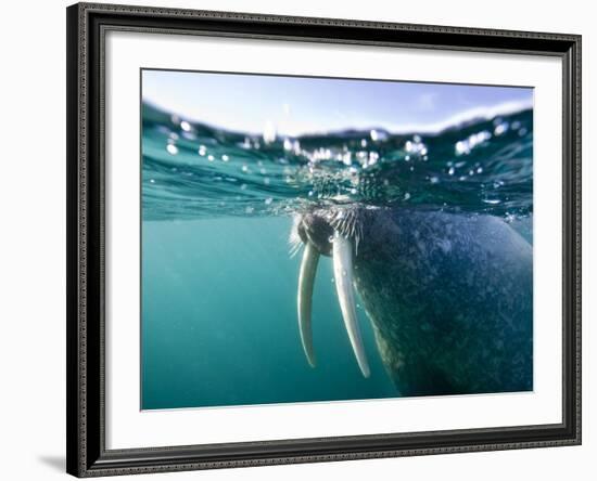 Walrus Swimming at Water Surface Near Tiholmane Island-Paul Souders-Framed Photographic Print