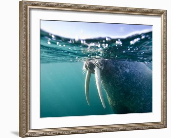 Walrus Swimming at Water Surface Near Tiholmane Island-Paul Souders-Framed Photographic Print