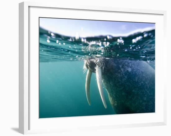 Walrus Swimming at Water Surface Near Tiholmane Island-Paul Souders-Framed Photographic Print