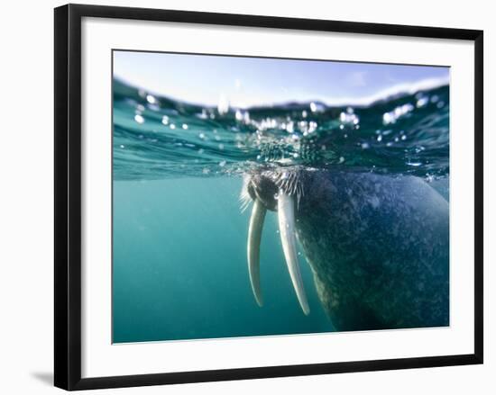 Walrus Swimming at Water Surface Near Tiholmane Island-Paul Souders-Framed Photographic Print