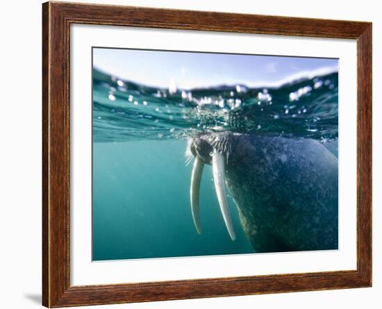 Walrus Swimming at Water Surface Near Tiholmane Island-Paul Souders-Framed Photographic Print