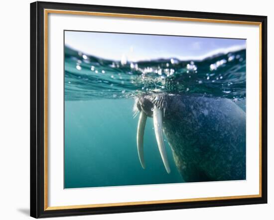 Walrus Swimming at Water Surface Near Tiholmane Island-Paul Souders-Framed Photographic Print