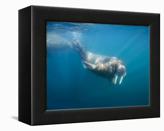 Walrus Swimming Underwater Near Tiholmane Island-Paul Souders-Framed Premier Image Canvas