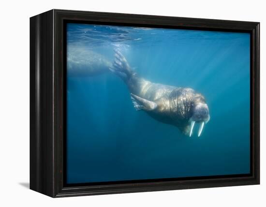 Walrus Swimming Underwater Near Tiholmane Island-Paul Souders-Framed Premier Image Canvas