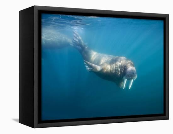 Walrus Swimming Underwater Near Tiholmane Island-Paul Souders-Framed Premier Image Canvas