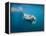 Walrus Swimming Underwater Near Tiholmane Island-Paul Souders-Framed Premier Image Canvas