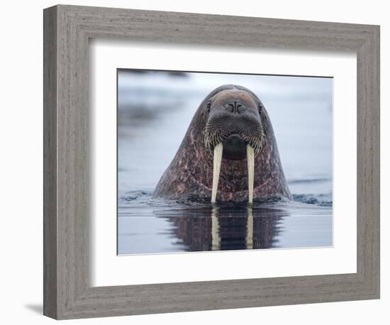 Walrus swimming-Paul Souders-Framed Photographic Print