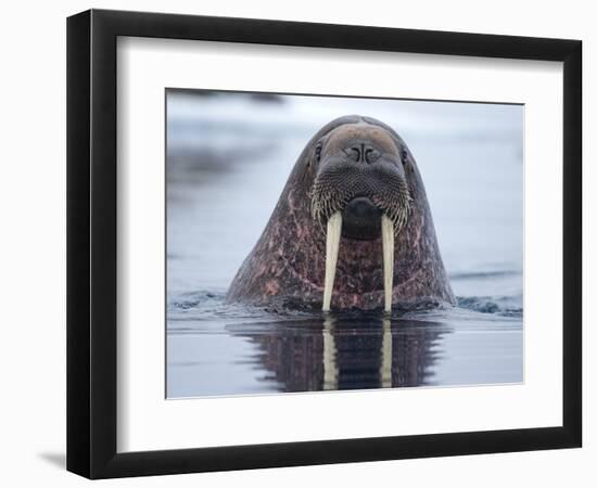 Walrus swimming-Paul Souders-Framed Photographic Print