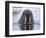 Walrus swimming-Paul Souders-Framed Photographic Print