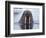 Walrus swimming-Paul Souders-Framed Photographic Print