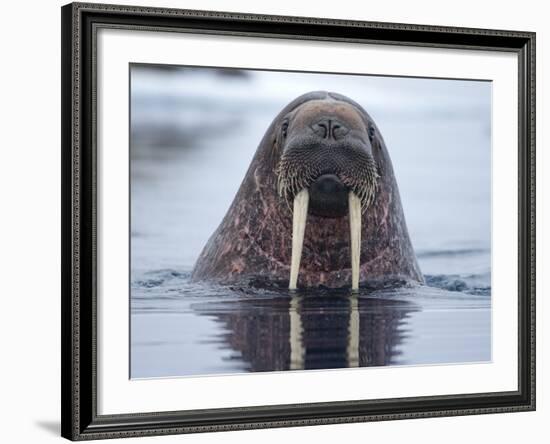 Walrus swimming-Paul Souders-Framed Photographic Print