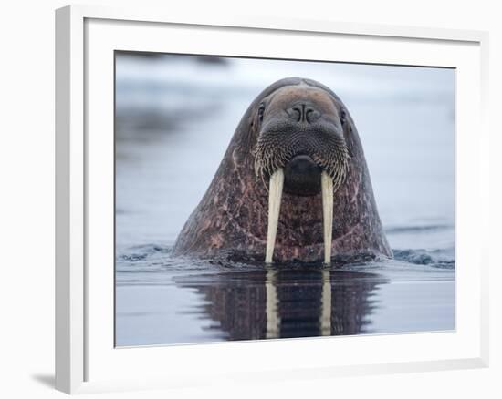 Walrus swimming-Paul Souders-Framed Photographic Print