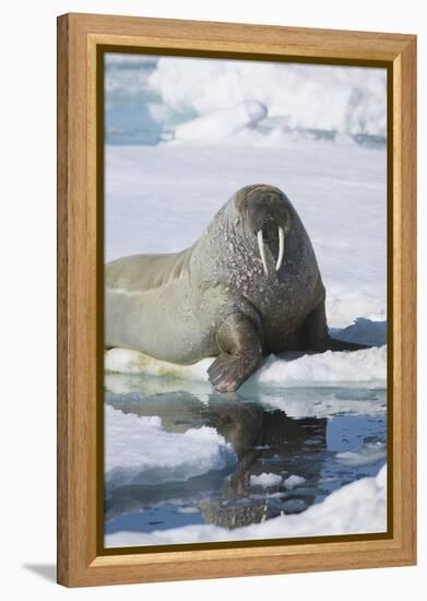 Walrus Testing the Water with a Flipper-DLILLC-Framed Premier Image Canvas