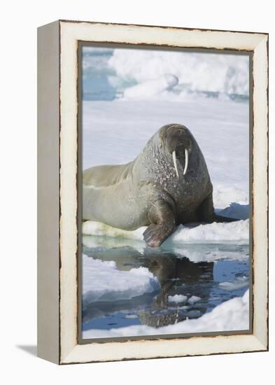 Walrus Testing the Water with a Flipper-DLILLC-Framed Premier Image Canvas