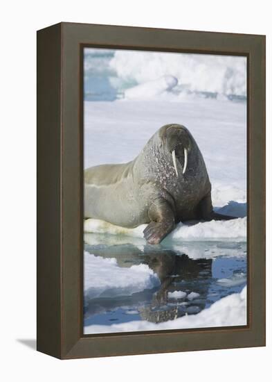 Walrus Testing the Water with a Flipper-DLILLC-Framed Premier Image Canvas