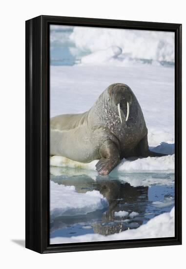 Walrus Testing the Water with a Flipper-DLILLC-Framed Premier Image Canvas