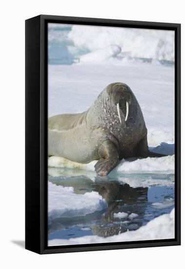 Walrus Testing the Water with a Flipper-DLILLC-Framed Premier Image Canvas