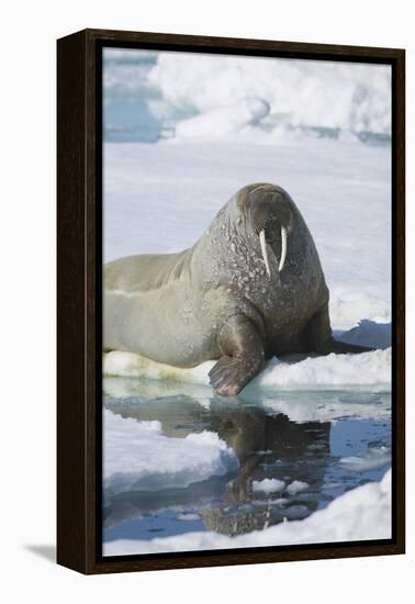 Walrus Testing the Water with a Flipper-DLILLC-Framed Premier Image Canvas