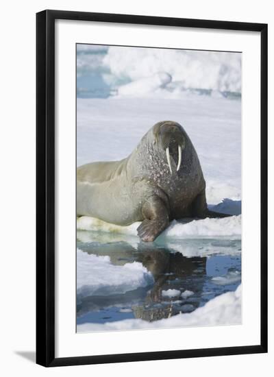 Walrus Testing the Water with a Flipper-DLILLC-Framed Photographic Print