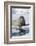 Walrus Testing the Water with a Flipper-DLILLC-Framed Photographic Print