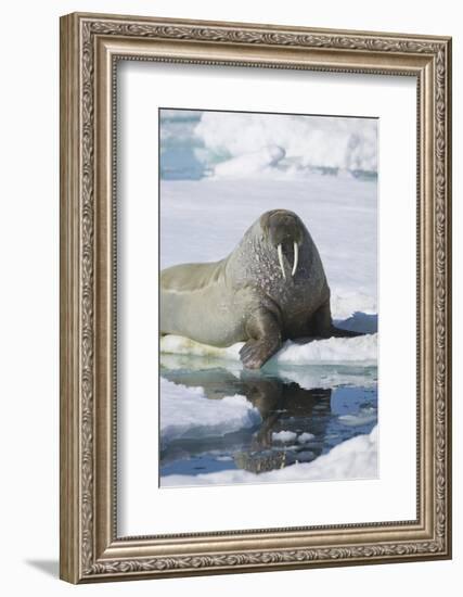 Walrus Testing the Water with a Flipper-DLILLC-Framed Photographic Print