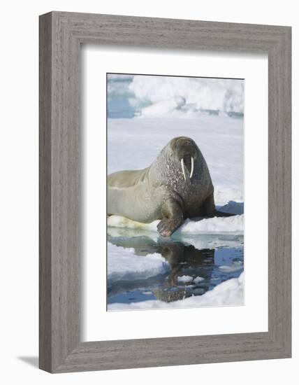Walrus Testing the Water with a Flipper-DLILLC-Framed Photographic Print