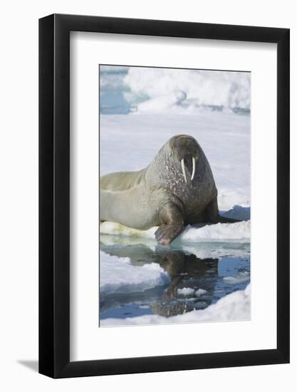 Walrus Testing the Water with a Flipper-DLILLC-Framed Photographic Print