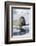 Walrus Testing the Water with a Flipper-DLILLC-Framed Photographic Print