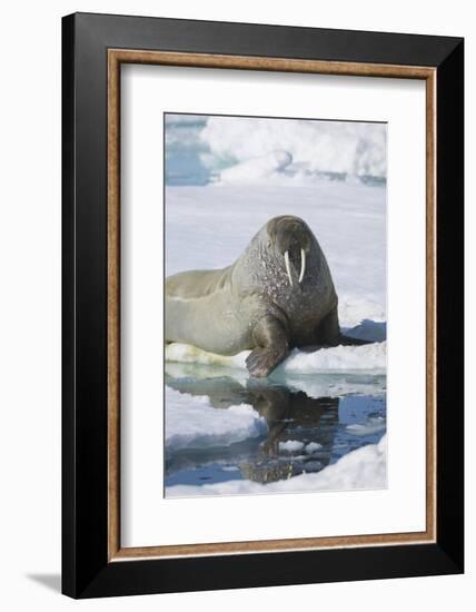 Walrus Testing the Water with a Flipper-DLILLC-Framed Photographic Print